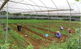 Đồng b&#224;o La Hủ trồng lo&#224;i dược liệu qu&#253; tr&#234;n đỉnh Pu Si Lung