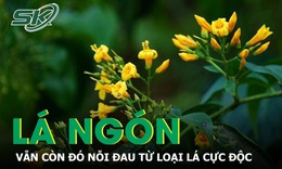 Vẫn c&#242;n nỗi đau từ l&#225; ng&#243;n