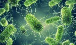 Vi khuẩn Salmonella g&#226;y ngộ độc sau đ&#234;m Trung thu nguy hiểm ra sao?