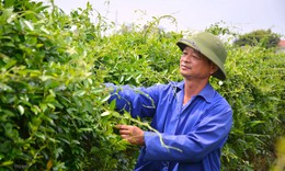 Vai trò của doanh nghiệp trong chuỗi liên kết vùng trồng dược liệu