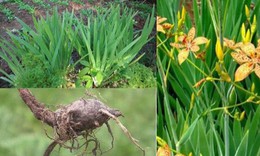 6 b&#224;i thuốc chữa t&#225;o b&#243;n