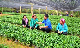 Lào Cai đề xuất giải pháp gỡ vướng trong thực hiện Chương trình MTQG phát triển vùng đồng bào dân tộc thiểu số