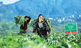 L&#224;o Cai ưu ti&#234;n ph&#225;t triển c&#225;c sản phẩm dược liệu gắn với du lịch v&#224; chương tr&#236;nh OCOP

