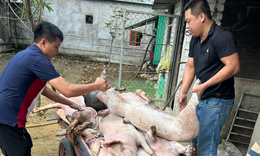 Vì sao gần 100 tỷ đồng tiền hỗ trợ tiêu huỷ gia súc bị bệnh chưa đến tay người dân?