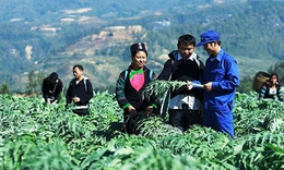 B&#237; quyết ph&#225;t triển v&#249;ng trồng dược liệu gắn với du lịch v&#224; chữa bệnh cộng đồng