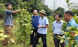 Huyện Sơn Động triển khai Dự &#225;n đầu tư hỗ trợ ph&#225;t triển v&#249;ng trồng dược liệu qu&#253;