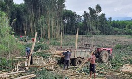 Cảnh gi&#225;c với sốt r&#233;t khi đang v&#224;o m&#249;a thu hoạch keo ở Kh&#225;nh H&#242;a