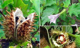 Đề xuất danh mục 28 loại dược liệu độc làm thuốc