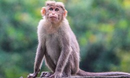 Khỉ xâm nhập sân bay Nội Bài, Cục Hàng không khẩn cấp làm điều này