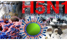 TP.HCM giám sát chặt người nhập cảnh, phòng chống bệnh cúm A (H5N1)