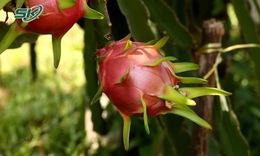 Lợi ích của thanh long với người bệnh tiểu đường