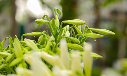 Hoa loa kèn đầu mùa, giá cao vẫn nhiều chị em tấp nập đặt mua