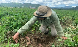 Loại củ d&#226;n gi&#227; từng &#39;rẻ như cho&#39; chuẩn bị được xuất khẩu ch&#237;nh ngạch sang Trung Quốc