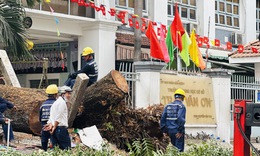 TPHCM: C&#226;y xanh trong trường bật gốc khiến 1 học sinh v&#224; 6 người lớn bị thương, c&#243; phụ nữ mang thai