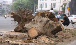Hà Nội: Hàng cây xanh trên tuyến phố 340 tỷ trơ gốc, phải nhổ bỏ