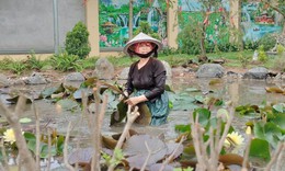 Mùa Phật đản, ngắm hoa súng đẹp nở rộ và các món ngon từ hoa súng