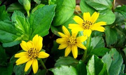 Thuốc nam thanh nhiệt giải độc, chữa bệnh mùa hè