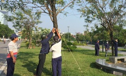 &quot;Gỡ tr&#243;i&quot; cho h&#224;ng loạt c&#226;y xanh sau phản &#225;nh của B&#225;o Sức khỏe &amp; Đời sống