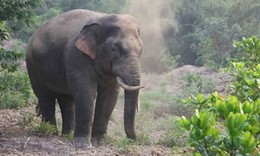 Sinh cảnh cho voi rừng dần thu hẹp, c&#225; thể voi cũng giảm dần