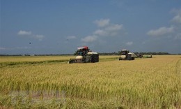 Gi&#225; gạo xuất khẩu tăng l&#234;n mức cao nhất trong hơn một thập kỷ