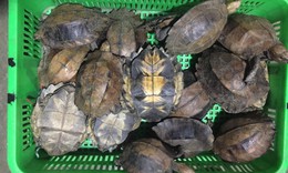 Buôn bán rùa quý hiếm, 2 đối tượng lĩnh 13 năm tù