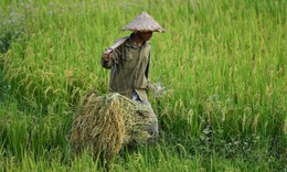 Gi&#225; gạo l&#234;n đỉnh, Việt Nam cần chớp thời cơ xuất khẩu