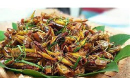 Người phụ nữ tử vong vì ăn một con cào cào