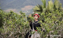 Lên Túng Sán ngắm vườn chè bốn mùa bồng bềnh trong mây