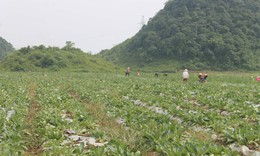 Bảo tồn, ph&#225;t triển v&#224; khai th&#225;c hiệu quả c&#226;y dược liệu tỉnh H&#224; Giang