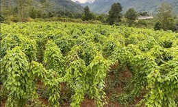 H&#236;nh th&#224;nh v&#249;ng nu&#244;i trồng để ph&#225;t triển bền vững c&#226;y dược liệu