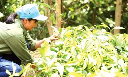 Để đưa dược liệu thành ngành kinh tế có giá trị cao