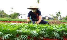 Chi phí đầu tư tăng cao, nhà vườn lo lắng cho thị trường hoa Tết