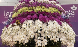 Cận cảnh chậu lan dát vàng giá gần 4 tỷ đồng