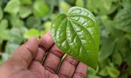 Phát hiện thêm những tác dụng chữa bệnh của lá trầu không