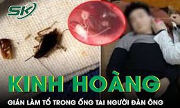 Gi&#225;n l&#224;m tổ trong ống tai người đ&#224;n &#244;ng