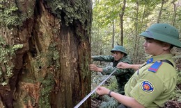 &#39;B&#225;u vật&#39; giữa đại ng&#224;n rừng nguy&#234;n sinh ở Nghệ An