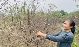 &#39;Thủ phủ&#39; đ&#224;o phai ở Nghệ An v&#224;o vụ tuốt l&#225;, chủ vườn t&#237;nh ng&#224;y hoa nở đẹp nhất