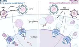 Kh&#225;m ph&#225; ra c&#225;ch một loại protein chống lại HIV v&#224; herpes