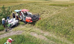 Nhanh chóng sản xuất vụ Đông, bù đắp thiệt hại vụ Mùa