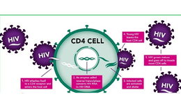 Tại sao số lượng tế b&#224;o CD4 lại quan trọng trong điều trị HIV?