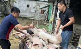Tiêu hủy gần 5.000 con lợn trong vùng nhiễm dịch tả lợn châu Phi
