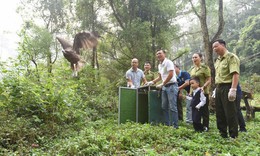 74 c&#225; thể chim hoang d&#227; qu&#253; hiếm được thả về tự nhi&#234;n