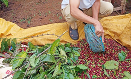 C&#244;ng an khuyến c&#225;o người d&#226;n cảnh gi&#225;c trộm cắp c&#224; ph&#234;