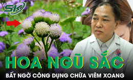 Bất ngờ c&#244;ng dụng chữa vi&#234;m xoang của hoa ngũ sắc