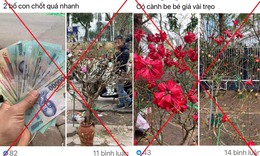 Chặt ph&#225;, mua b&#225;n c&#226;y Đỗ Quy&#234;n hoang d&#227; sẽ bị xử l&#253; h&#236;nh sự