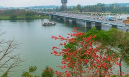 Cố đô Huế đẹp nao lòng mùa hoa gạo nở