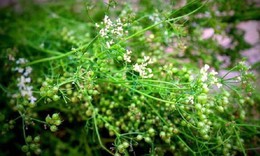 Tiến sĩ dược Nguyễn Trung Tường: Hương lá mùi già dịp tết thơm mãi trong ký ức tôi