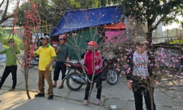 Cận Tết, tiểu thương như &#39;ngồi tr&#234;n lửa&#39; khi đ&#224;o quất ế ẩm