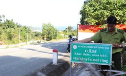 Ngày đêm canh gác kẻ trộm mai rừng về chơi Tết