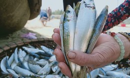 Ngư d&#226;n H&#224; Tĩnh tr&#250;ng đậm c&#225; tr&#237;ch